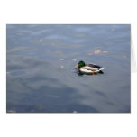 Mallard Blur card
