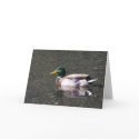 Mallard cards by KiraDott Mallard cards