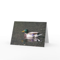 Mallard cards
