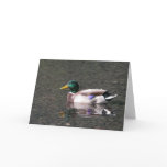Mallard cards