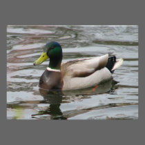 Mallard invitations