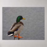 Mallard Digital Oil Painting Poster