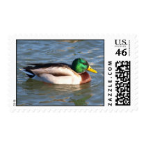 Mallard Drake 50 postage
