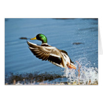 Mallard drake greeting card