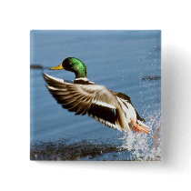 Mallard Drake Duck Pin
