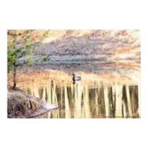 MALLARD DRAKE DUCK IN POND posters