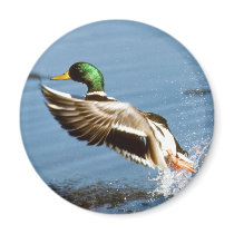 Mallard Drake Duck Magnets