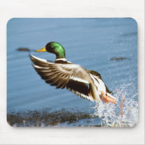 Mallard Drake Duck Mouse Pads