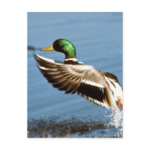 Mallard Drake Duck Postcards