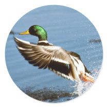 Mallard Drake Duck Sticker