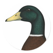 Mallard Drake Head Stickers