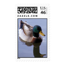 Mallard Drake Postage postage