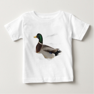 Mallard Duck