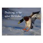 Mallard Duck Birthday Card
