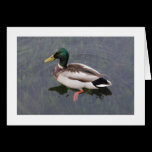 Mallard Duck (Bordered) cards
