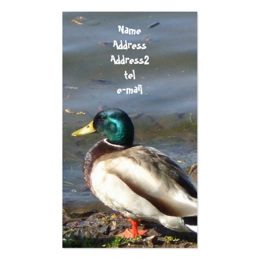 Mallard duck business card