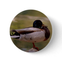 Mallard Duck buttons by quetzal323 Mallard Duck buttons