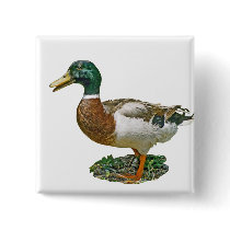 Mallard Duck buttons