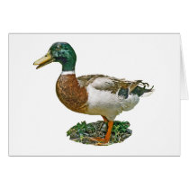 Mallard Duck cards