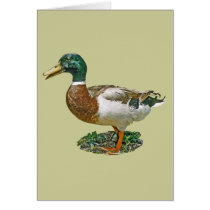 Mallard Duck cards