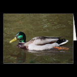 Mallard Duck cards