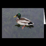Mallard Duck cards
