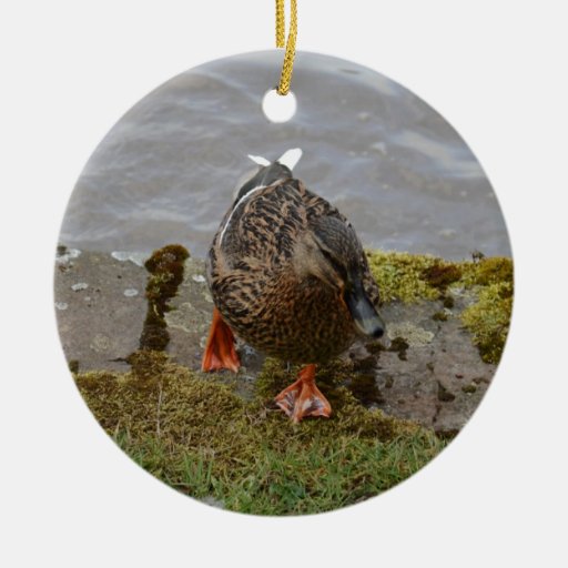 mallard duck ceramic ornament zazzle mallard duck ceramic ornament zazzle
