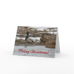 Mallard Duck Christmas Card
