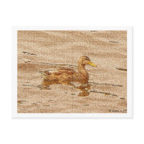 Mallard Duck © copyright 2009 S.J. postcards by scottsjazz Mallard Duck © copyright 2009 S.J. postcards