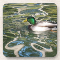 Mallard Duck cork coasters