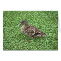 Mallard Duck Female Photo Greeting Card