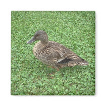 Mallard Duck Female Photo magnets by kalos_eidos Mallard Duck Female Photo magnets