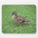 Mallard Duck Female Photo mousepads by kalos_eidos Mallard Duck Female Photo mousepads