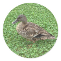 Mallard Duck Female Photo stickers by kalos_eidos Mallard Duck Female Photo stickers
