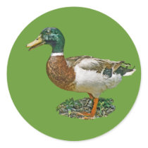 Mallard Duck Gift Sticker
