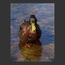 Mallard Duck II posters