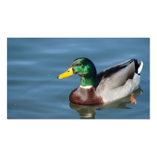 Mallard Duck In Blue Water Business Card Template (back side)