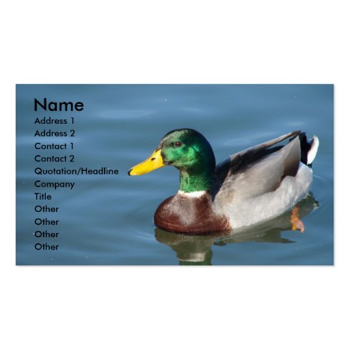 Mallard Duck In Blue Water Business Card Template