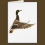 Mallard Duck in Flight