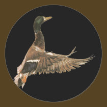 Mallard Duck in Flight stickers