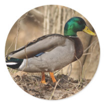 MALLARD DUCK Label stickers by rosehaven MALLARD DUCK Label stickers