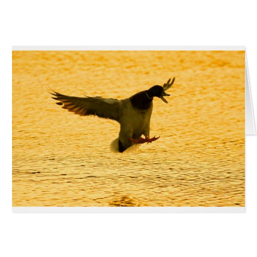 Mallard Duck Landing On Water Greeting Card