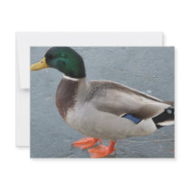 Mallard Duck Looking Ahead invitations