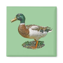 Mallard Duck magnets
