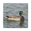 Mallard Duck magnet