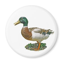 Mallard Duck magnets