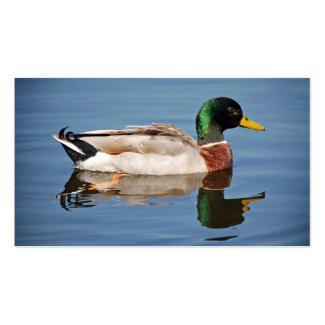 Mallard Duck on Water profilecard