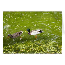 Mallard Duck Pair Card