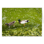 Mallard Duck Pair Card