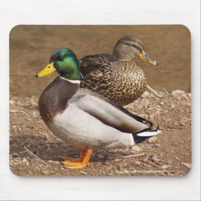 Mallard Duck Standing